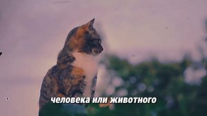 ПОЧЕМУ КОШКИ УХОДЯТ ИЗ ДОМА И НЕ ВОЗВРАЩАЮТСЯ? 💔КАК Н?