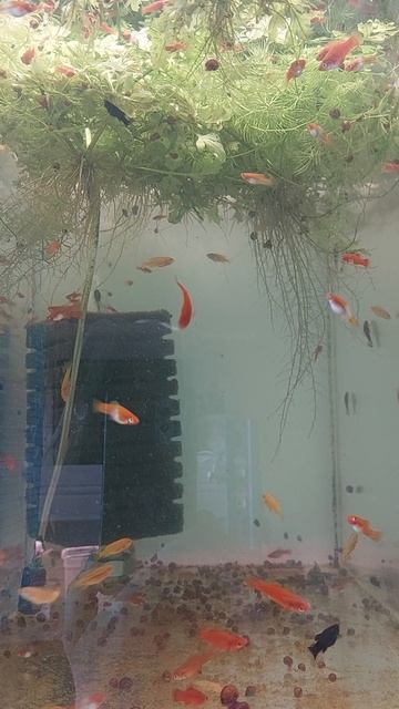 Молодежь меченосцев, и не только. смотреть онлайн