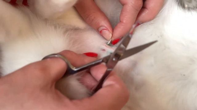 КАК УБРАТЬ ШОВ У КОШКИ ПОСЛЕ СТЕРИЛИЗАЦИИ // Жизнь Наиз смотреть онлайн