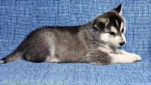 Предлагаем мальчика щенка хаски, кареглазого, черно-белого, родился 7 апреля 2025 года