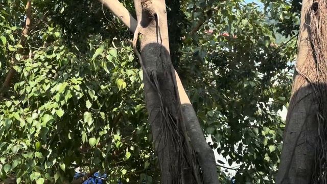 Йогатур. Ришикеш. Самая большая Ганга Арати. Тривени Г? смотреть онлайн