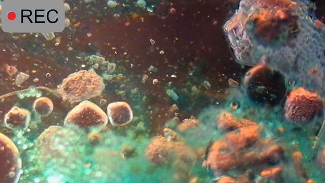 Микромир под микроскопом смотреть онлайн