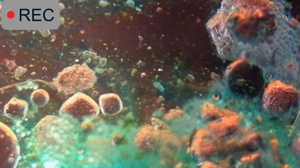 Микромир под микроскопом