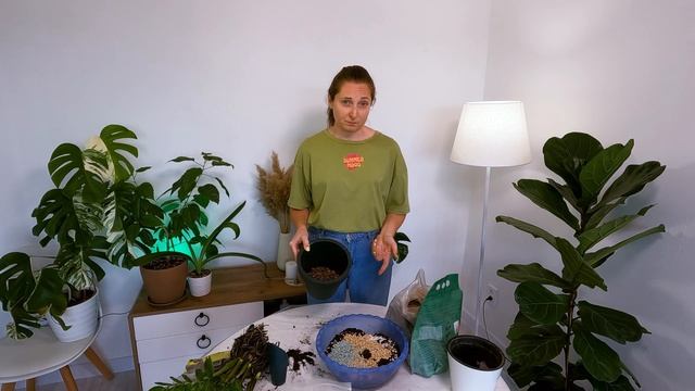 Пересадка ЗАМИОКУЛЬКАСА | Какой грунт он любит | Когда смотреть онлайн