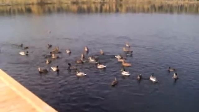 Утки на старт смотреть онлайн