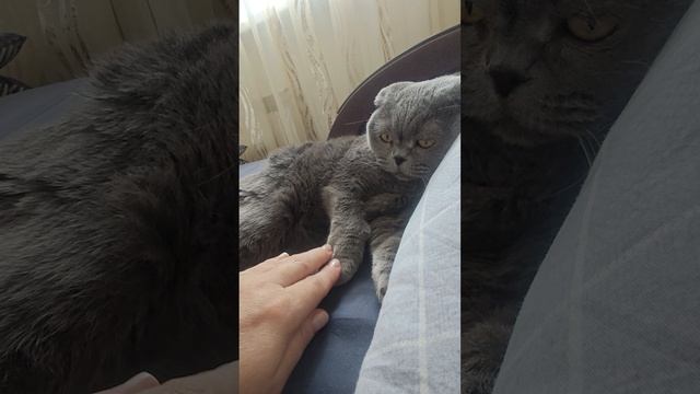 Шотландская вислоухая кошка Риана 29.05.2025.