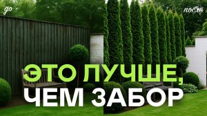 Что И Как Посадить Вдоль Своего Забора? Ошибки Которые Нельзя Допускать!
