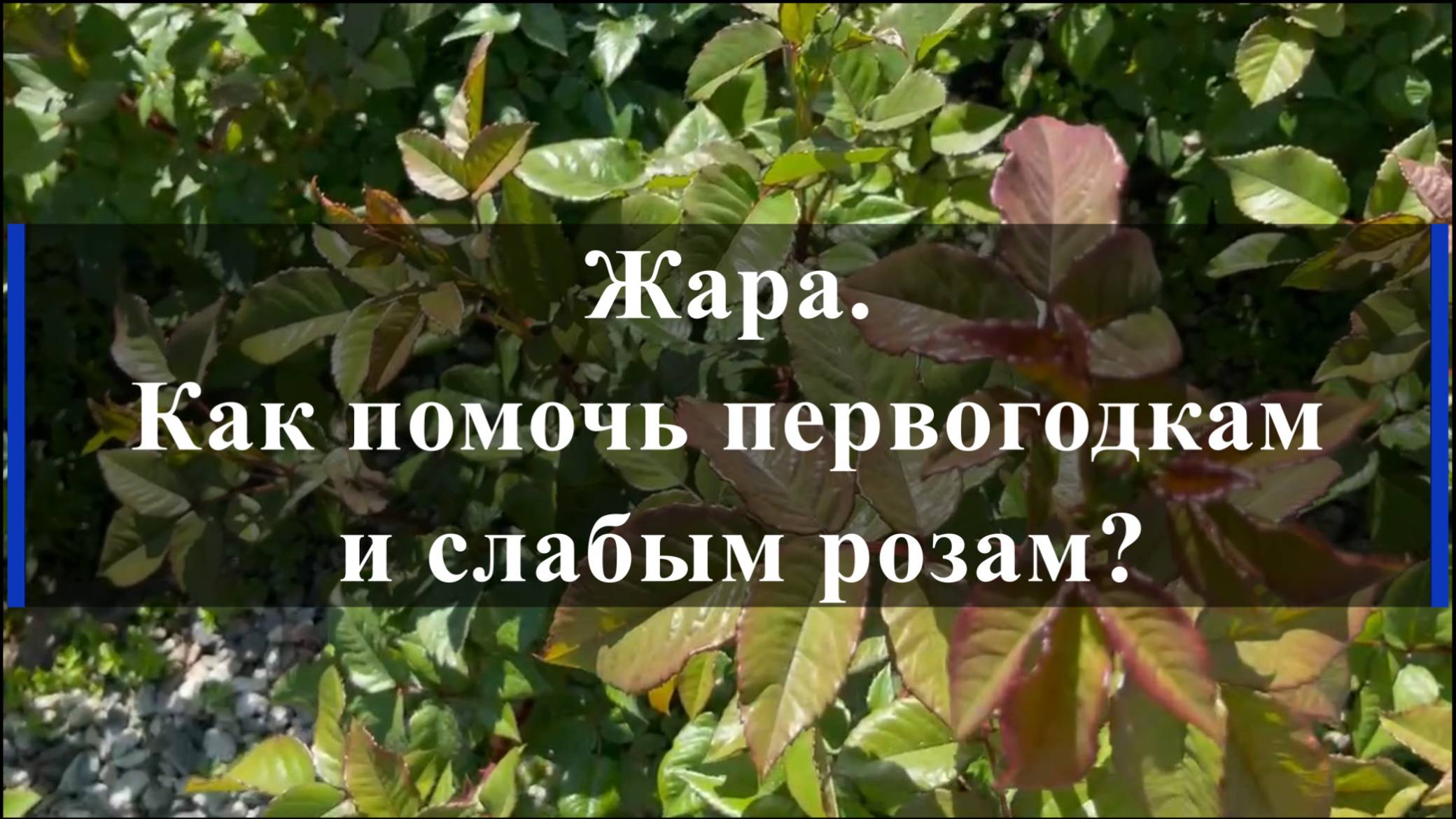 Жара. Как помочь первогодкам и слабым розам? смотреть онлайн