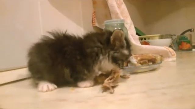 Пушистый шпион 2018 смотреть онлайн