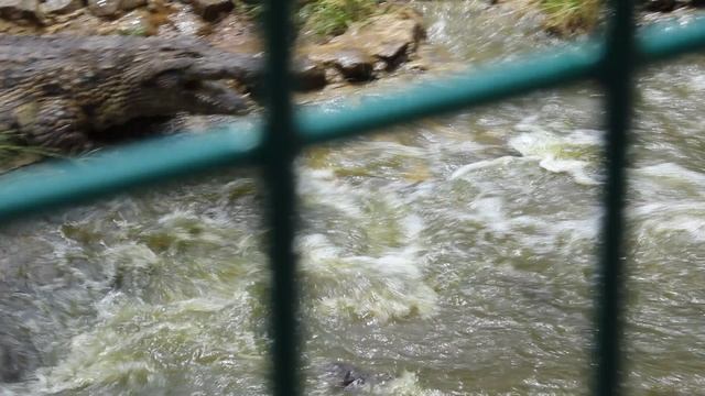 Обед крокодилов в парке Ваниль. Маврикий. смотреть онлайн