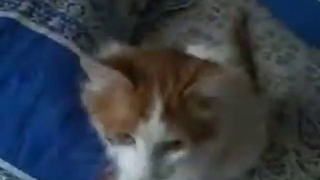 Кот сошел с ума!!! смотреть онлайн