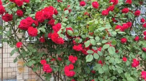 Шикарный розовый куст вырос до второго этажа дома.