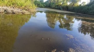 выращивание карпа в садке