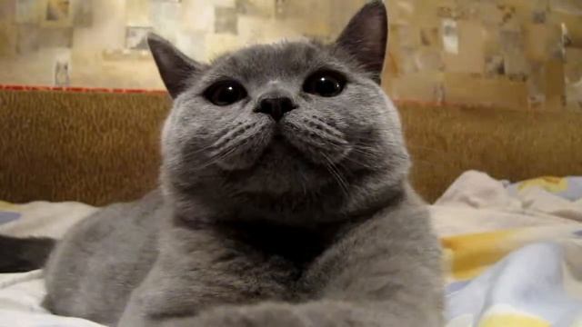 Леопольд смотреть онлайн