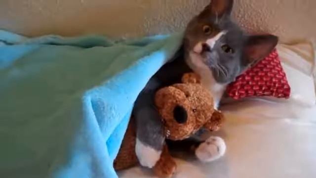 КОШКИ 2019 Смешные коты 2019 Приколы с кошками и котиками Funny Cats Выпуск 260 смотреть онлайн