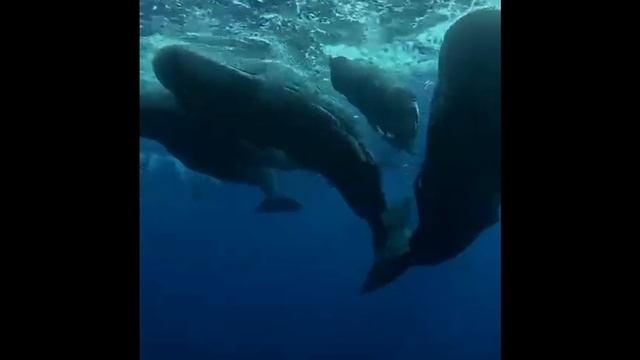 Киты Маврикий