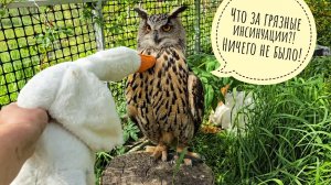 Сова Ёль угнетает гусей и подушки, следит за недоливом воды в своём тазике. Показываю красивую ёлку