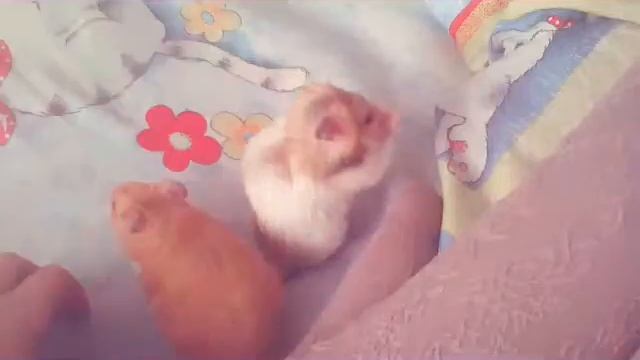 Мои хомяки смотреть онлайн