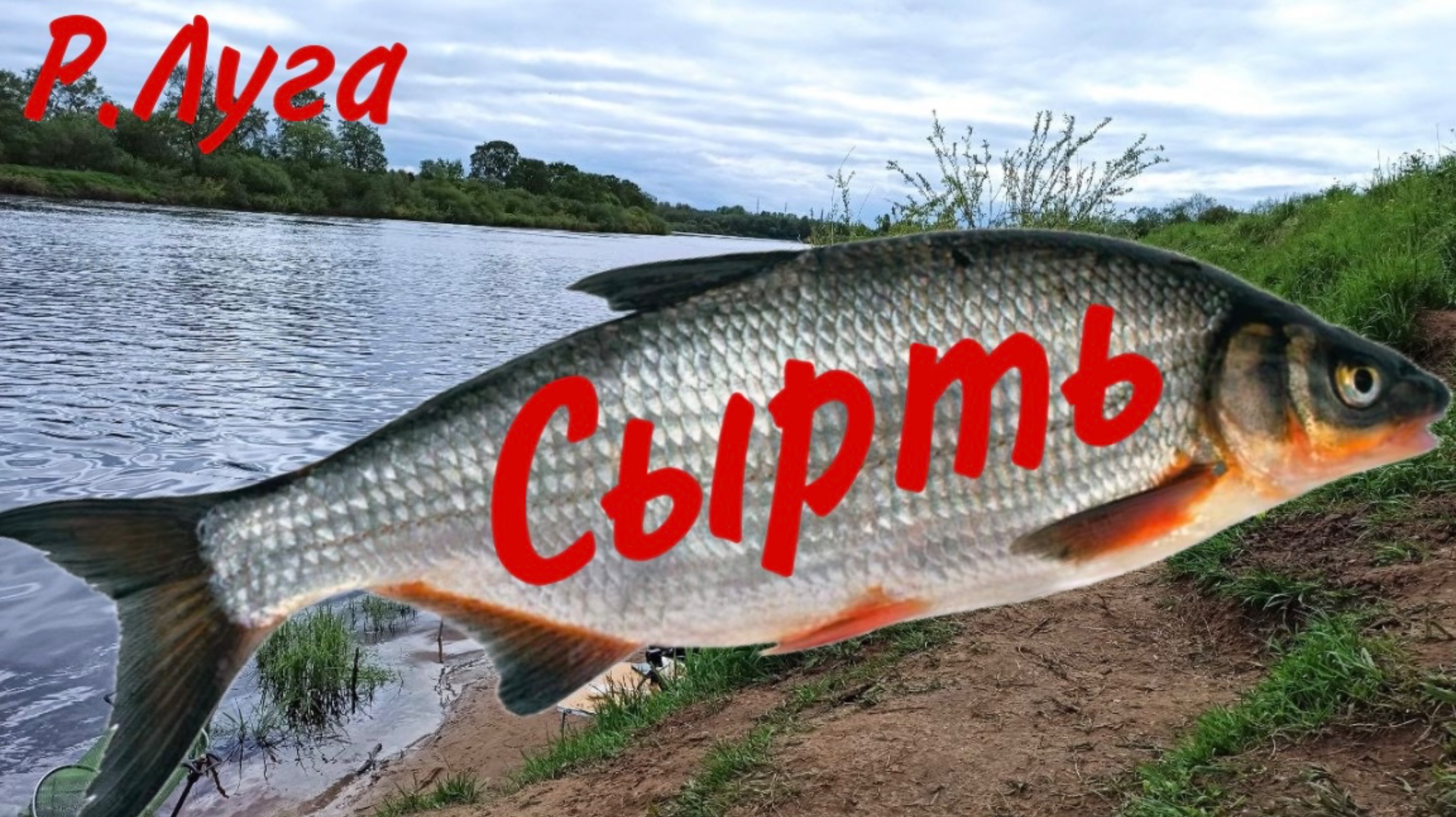 Сырть сошла сума, бешеный клев / Отличный клёв Вимбы / Рыбец ещё нерестится смотреть онлайн