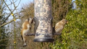 ПЕНИЕ СОЛОВЬЯ И ПТИЧКИ ДЛЯ КОШЕК. Реакция кота на птиц