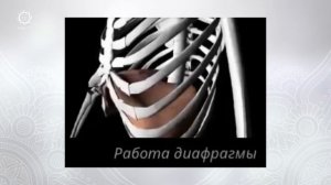 Как работает диафрагма в брюшном дыхании. Екатерина А?