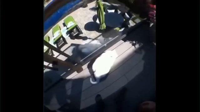 ЛУЧШИЕ ПРИКОЛЫ с котами 2020 Самые смешные видео про кошки и коты Подборка смотреть онлайн