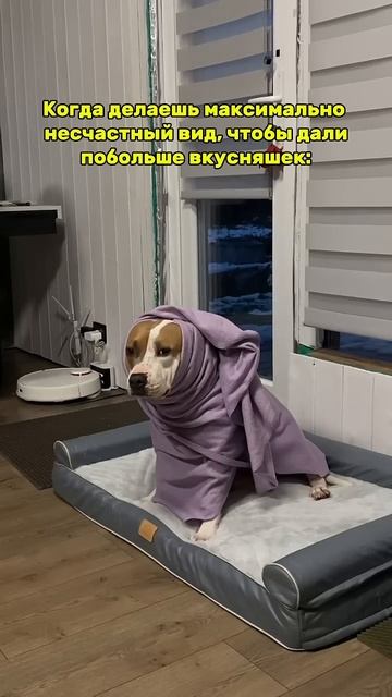 Бедного стаффорда морят голодом #юмор #суперсобака #pitbull #собака #americanbully #стаффорд смотреть онлайн
