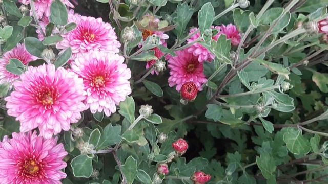 Медитация - Легко в Этой Жизни Дается МНЕ ВСЕ!