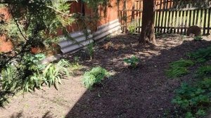 Очень сильный ветер, потрепал всё. Жизнь станичная.