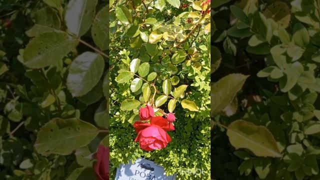 ПЕНСИОНЕРЫ В ПАРКЕ РИВЬЕРА МАЙ 2025 ГОДА ВОСТОРГ ОТ ЦВЕТУЩИХ РОЗ И КРАСОТЫ....