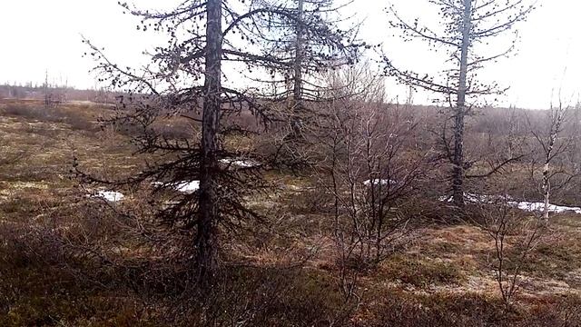 И у нас муравьи проснулись смотреть онлайн