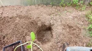 Посадка огурцов в теплицу: правильная технология и подготовка лунки