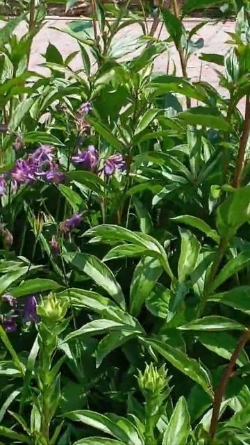 Пионы смотреть онлайн