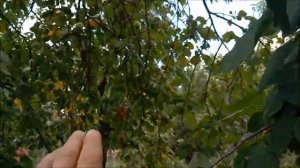 Черешня из косточки - плоды - что вырастает из косточки