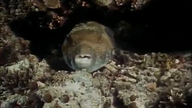 16 1989 Борнео Призрак морской черепахи - Подводная одиссея команды Кусто смотреть онлайн