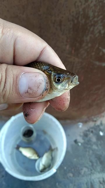 «Саутгемптон» — «Манчестер Юнайтед»: смотреть онлайн