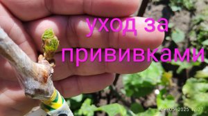 Уход за прививками винограда, что нужно сделать через две недели после прививки