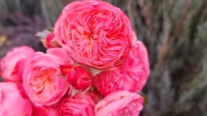 20 октября 2024 г. Victorian Classic – сорт роз селекции Interplant, Ни