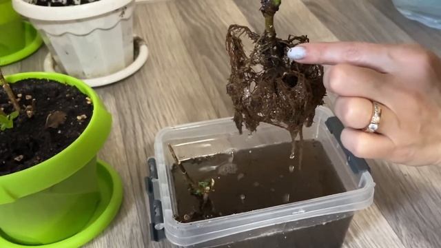 Гортензии вянут, что делать?