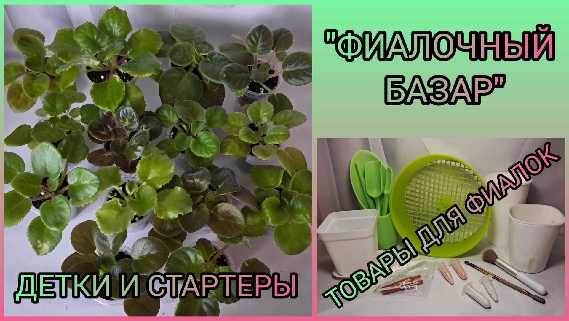 "ФИАЛОЧНЫЙ БАЗАР" - продажа фиалок. смотреть онлайн