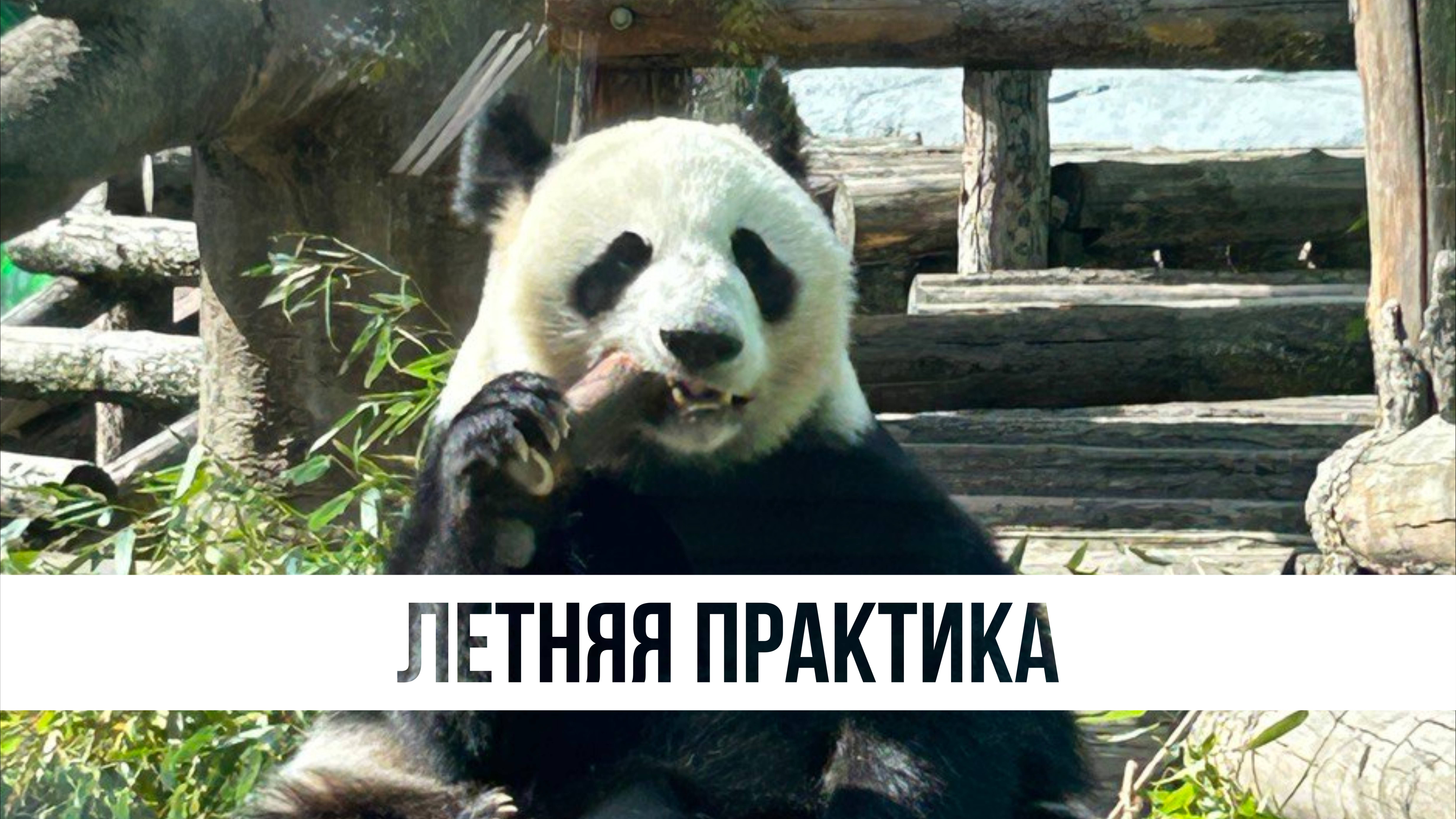 Летняя практика