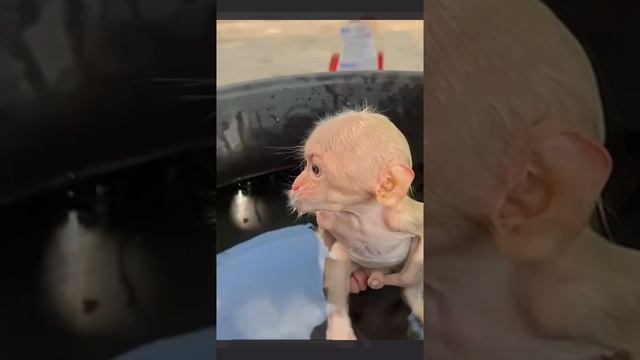 Утренние процедуры for Little monkey Duke 1000008612.mp4 смотреть онлайн