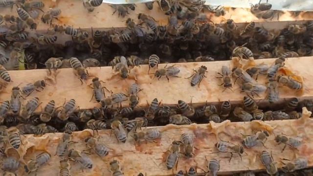 пчёлы, замена матки как научили маточка была 2020 года, в видео сказал не правильно смотреть онлайн