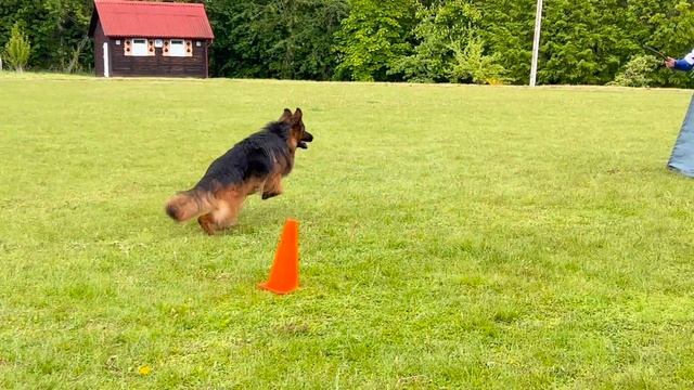 2 О/Отл. Stern Der Liebe GLAMOUR +++ №108 / КЧК+ БОРИСОВ (BY) 17 мая`25 M.Jovovic Моно нем.овч.