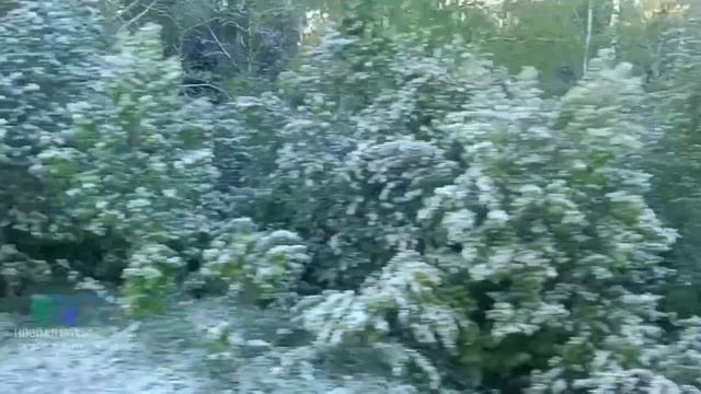 Снег на Салаирском кряже в Алтайском крае смотреть онлайн