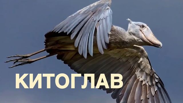 Птица китоглав звук