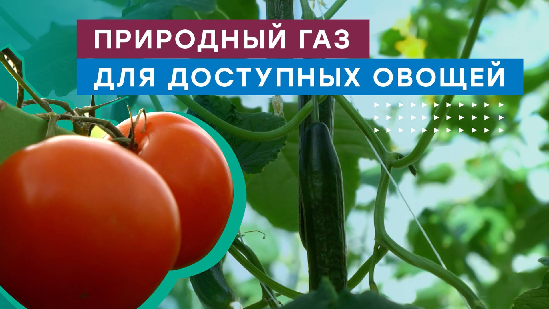 В Республике Ингушетия к газоснабжению подключен крупнейший в регионе агропромышленный комплекс смотреть онлайн
