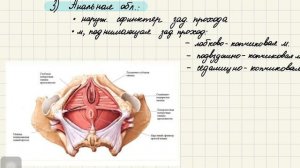 Анатомия женской репродуктивной системы и менструаль