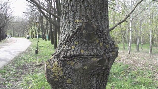 Молчаливое неразговорчивое дерево ))) смотреть онлайн