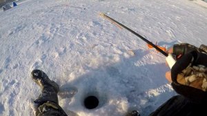 МУХОМОРМЫШ СДЕЛАЛ ВСЮ РЫБАЛКУ. Зимняя рыбалка